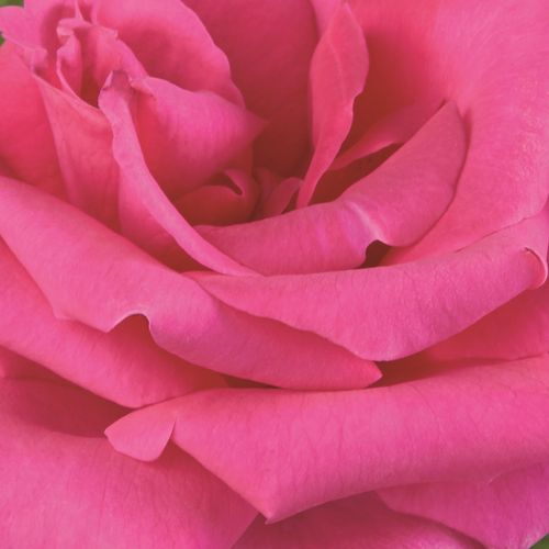 Objednávka ruží - Ružová - čajohybrid - bez vône - Rosa Lancôme - Georges Delbard - Stále kvitnúca odroda ktorá je vhodná na rezanie do váz.